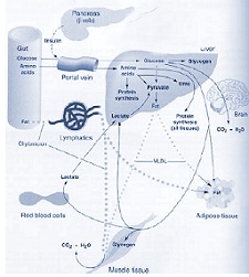 The basic metabolic panel